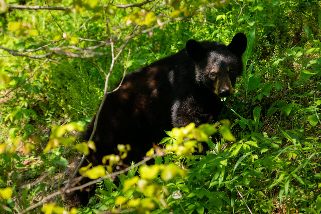 American black bear in Alleghany County, Virginia