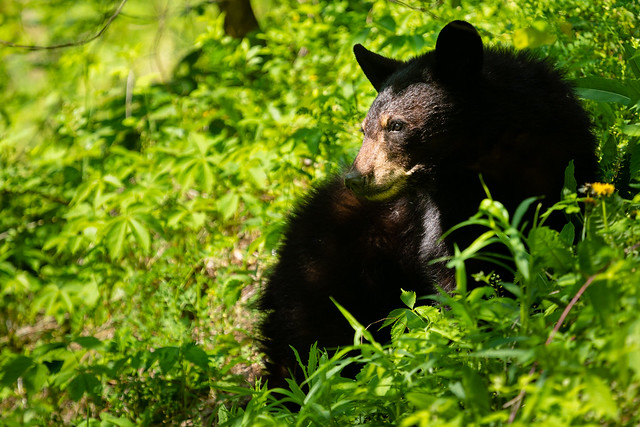 American black bear in Alleghany County, Virginia