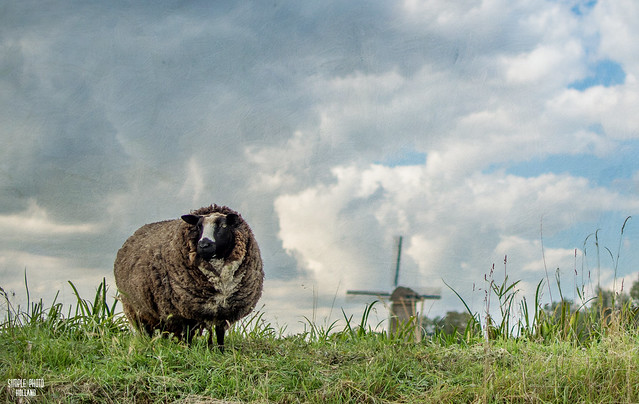 Sheep in Dutch landscape with Windmill and nice clouded sky