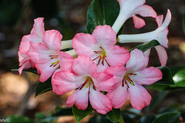 Pinkish white Rhododendron flowers