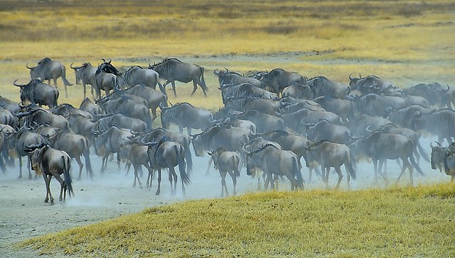 Tanzania, migration