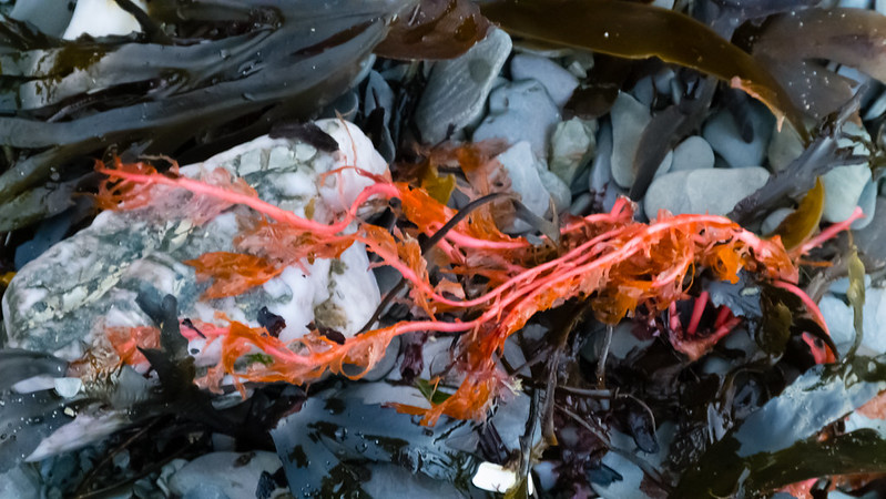 Seaweed stranded on a shore