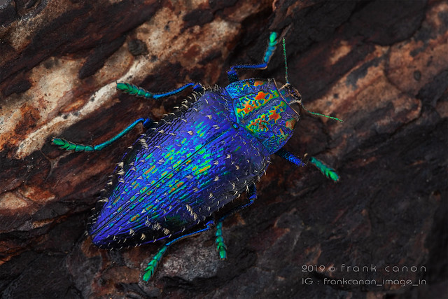 Polybothris sumptuosa gemma (Madagascar) - Real colors, natural light with diffusers/reflector, single shot.