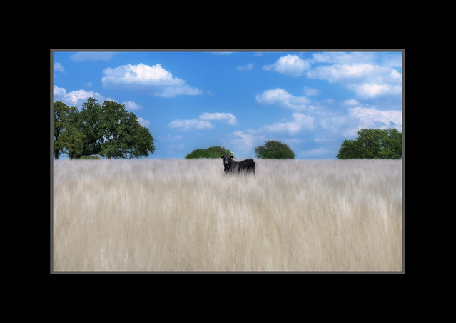 Lone cow