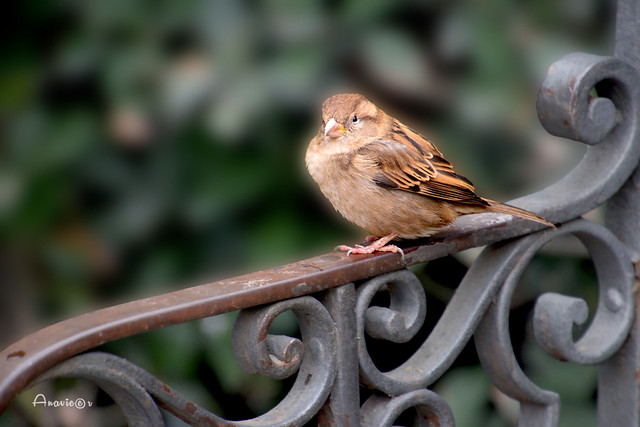 Only a sparrow