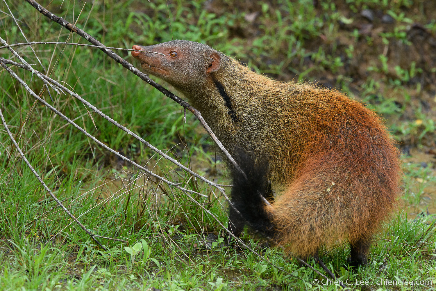 Collared Mongoose profile facts, lifespan, traits, fur, habitat, breeding, range, diet, adaptation, predators, threats, prey, ecological role