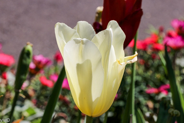 White Tulip in spring