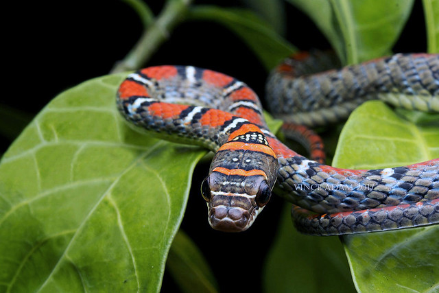 IMG_1696-0(W)  Twin-barred Flying Snake (Chrysopelea pelias)