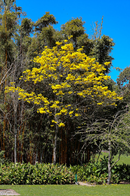 Yellow Jacaranda flowers in Spring