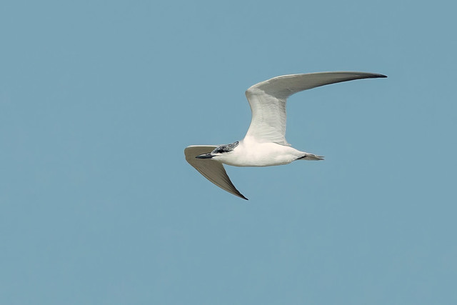 Gull-billed Tern (Gelochelidon nilotica nilotica)