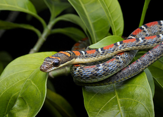 IMG_1695-0(W) Juvenile Twin-barred Flying Snake (Chrysopelea pelias)