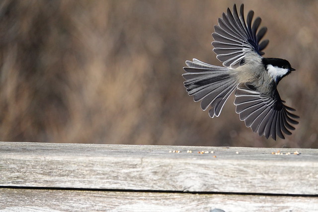 Black-capped chickadee in flight