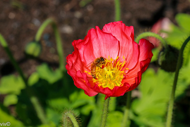 Bee in red Poppy flower.  One species of poppy, Papaver somniferum, is the source of the narcotic drug opium