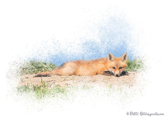 Red Kit Fox #15 - Relaxing on Tummy