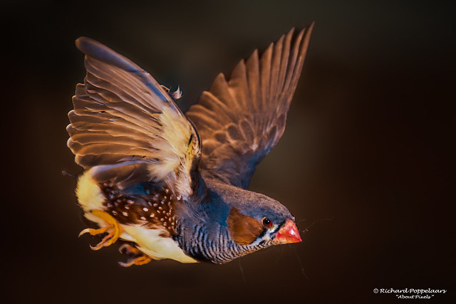 Bird in full flight - Naturalis (Leiden/NL)