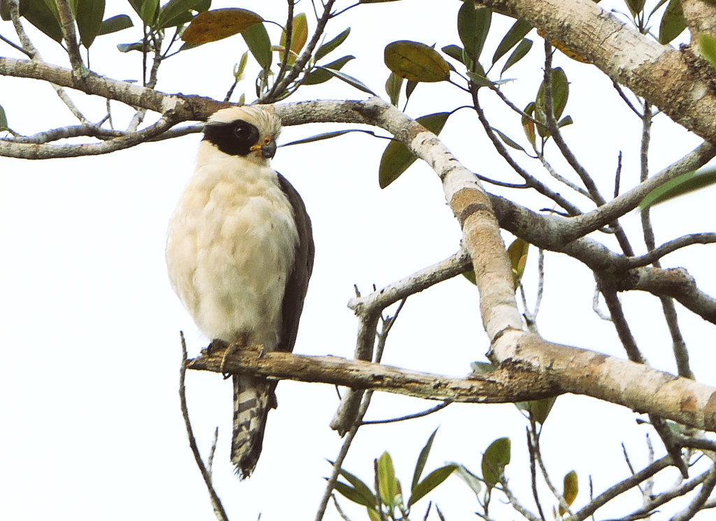 Halcón Culebrero, Laughing Falcon (Herpetotheres cachinnans)