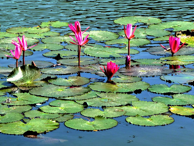Lotus rose, Thaïlande