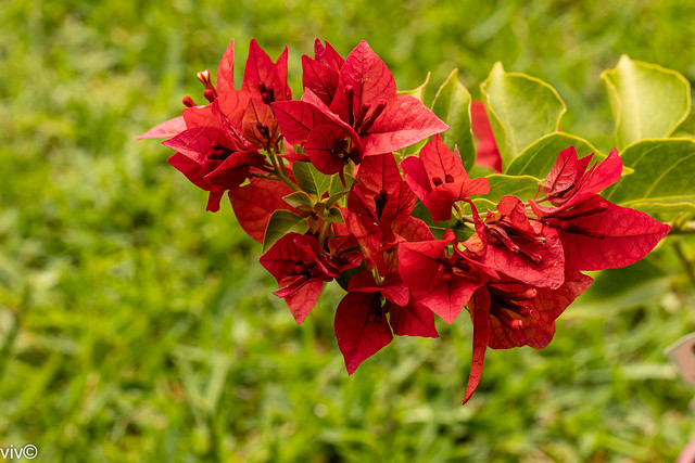 Red Bougainvillea flowers in our garden