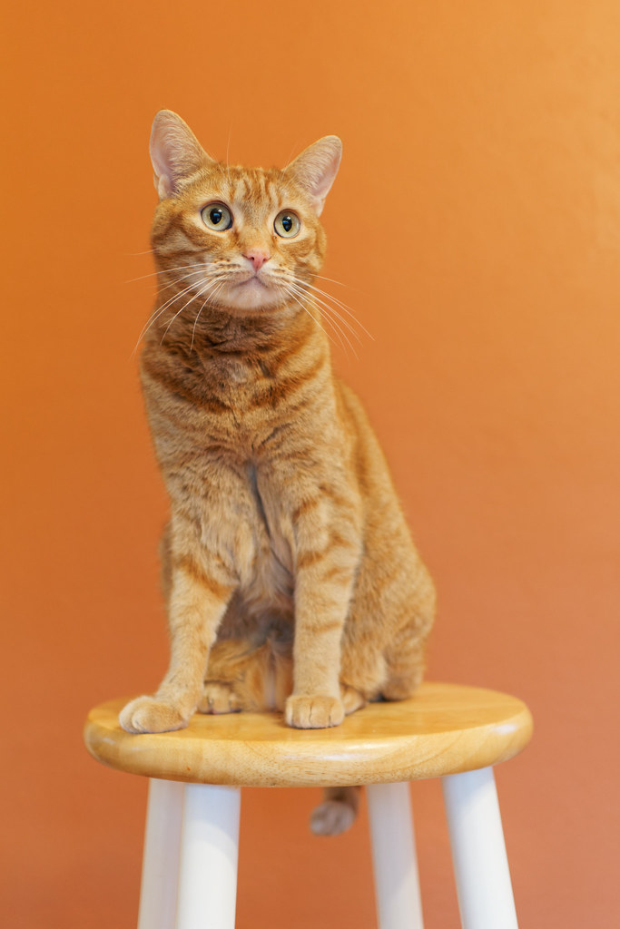Our cat Sam sits on a stool in front of an orange wall on March 9, 2017. Original: _DSC0046.ARW