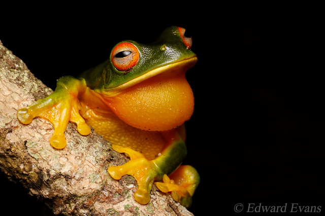 Orange-thighed frog (Litoria xanthomera)