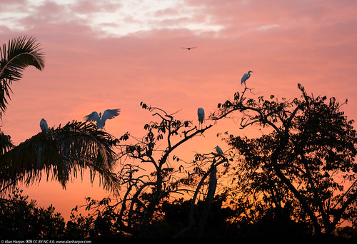 0122111 by alanterra, Egrets at sunset, San Blas River, La Tovara, Nayarit, Mexicosunset