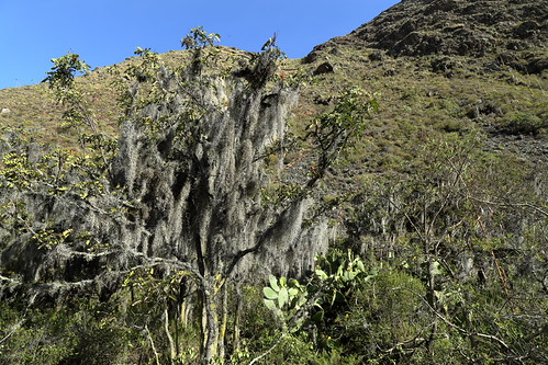Spanish Moss, Cactus, Hillside (Inca Trail) | by chedpics