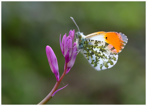 Orange Tip (M) | by Mark S Searle