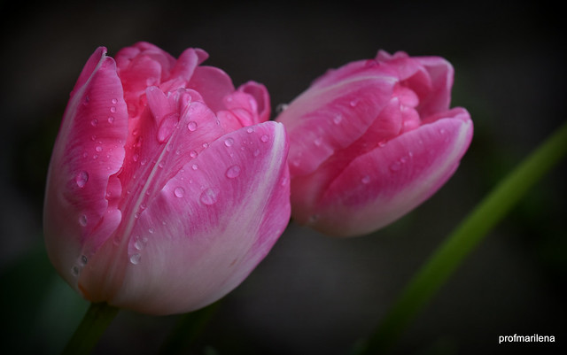 1-DSC_6932 my  tulips in the rain