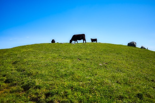 Cattle on the Ridge