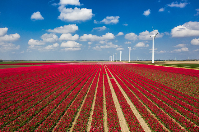 Tulip and Windmills