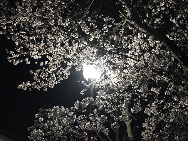 Night Sakura 2019, Asukano @Nara,Apr2019