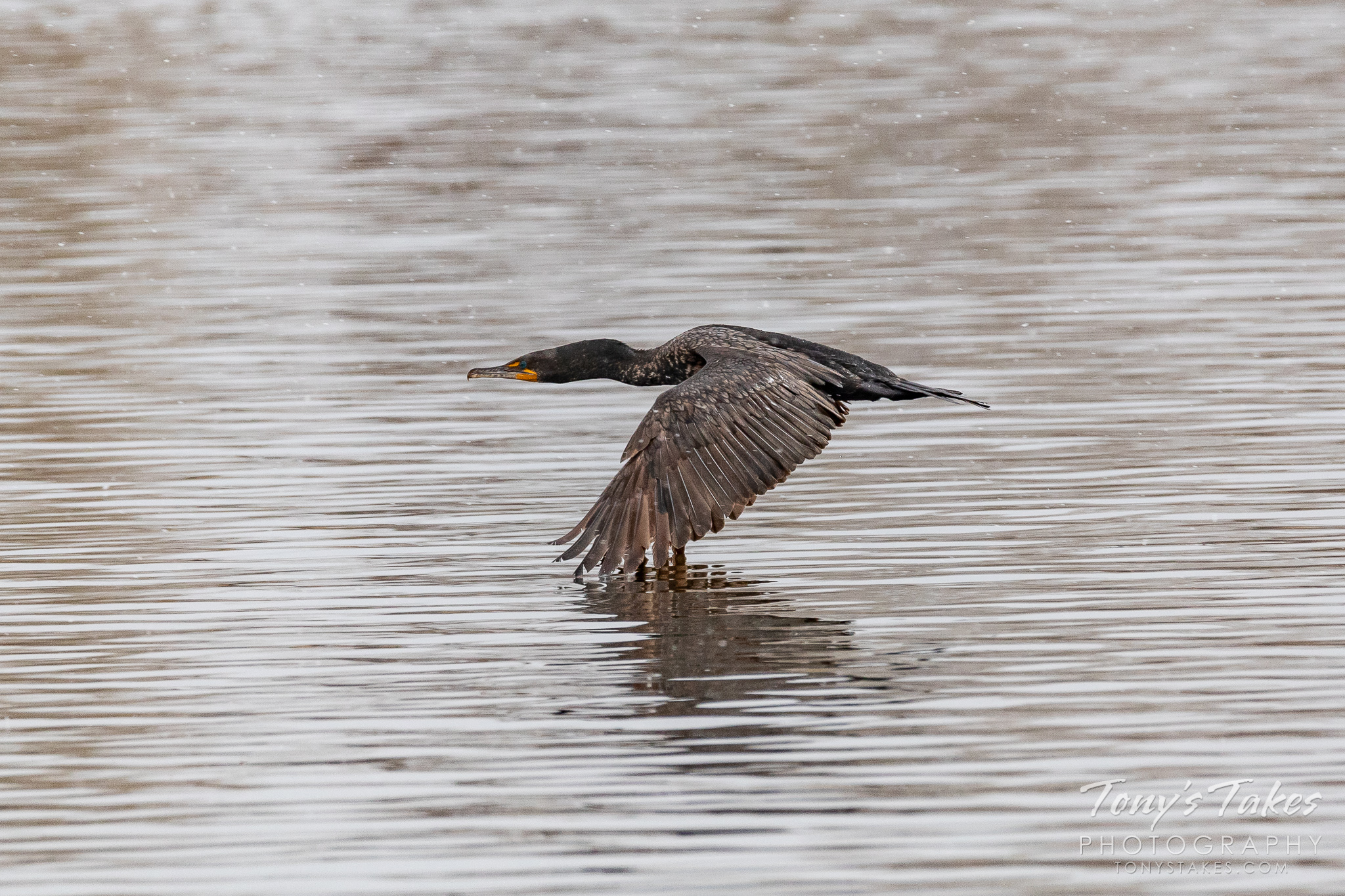 Cormorant tip-toes across the water