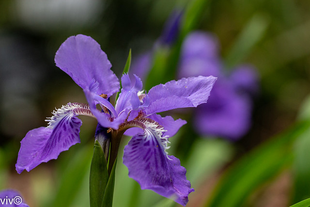 Purple Iris in bloom