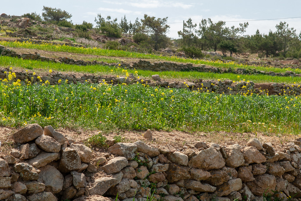 Traditionally cultivated cereal fields on Gavdos | Crete: Ga… | Flickr