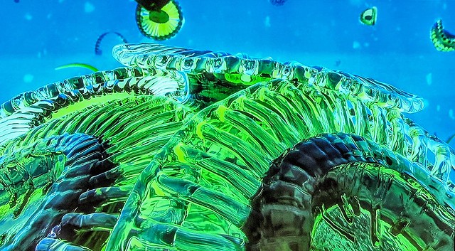 Phytoplankton close-up