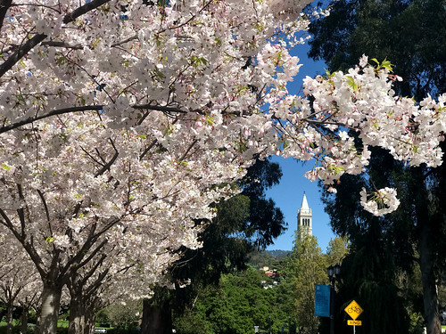 Campus Cherry Blossoms and The Campanile
