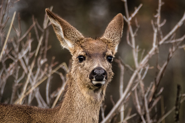 Black-tailed Deer (Odocoileus hemionus columbianus)