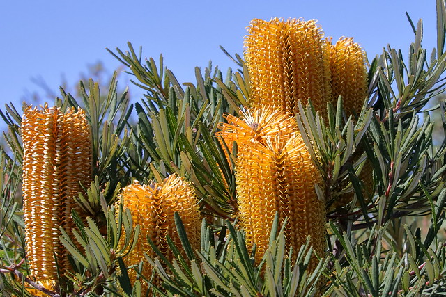 Banksia (spinulosa var. collina).