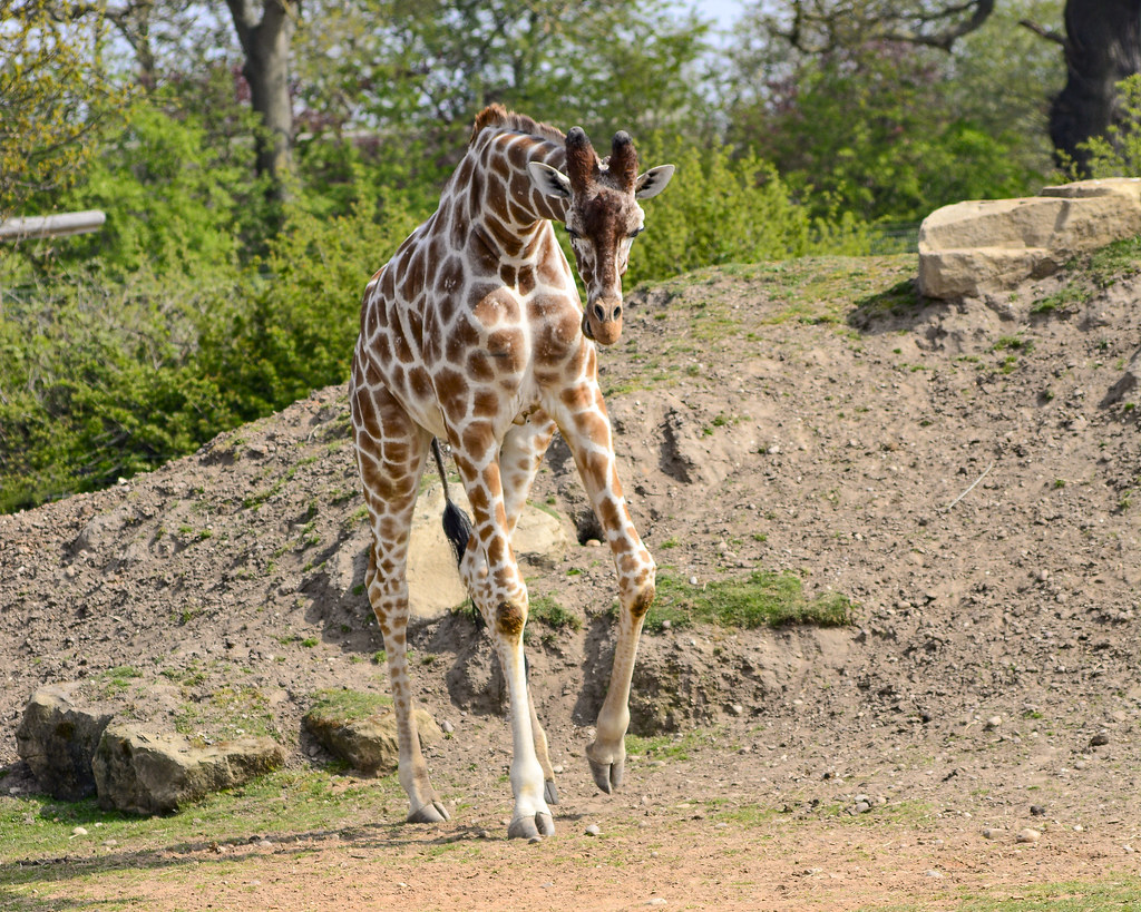 giraffe5