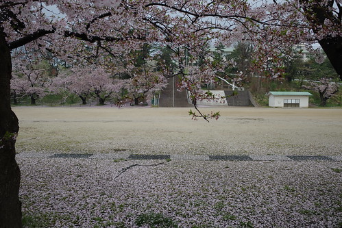内野の桜 2019