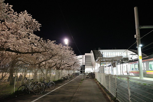 内野の夜桜 2019