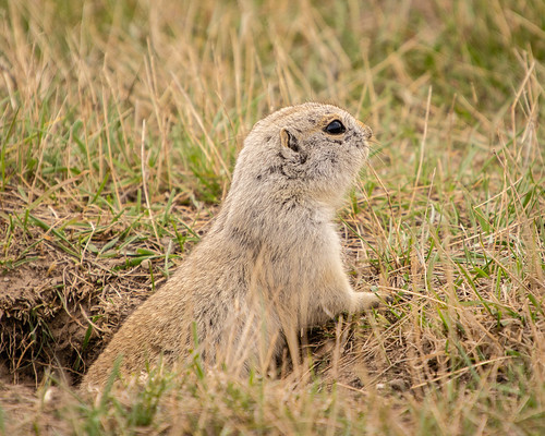 gopher (Richardsons ground squirrel)