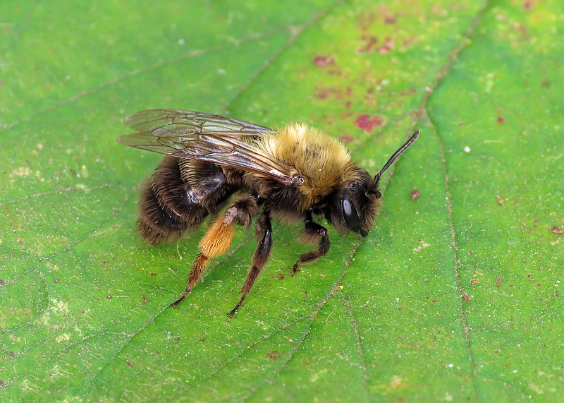 Clarke's Mining Bee - Andrena clarkella [A]