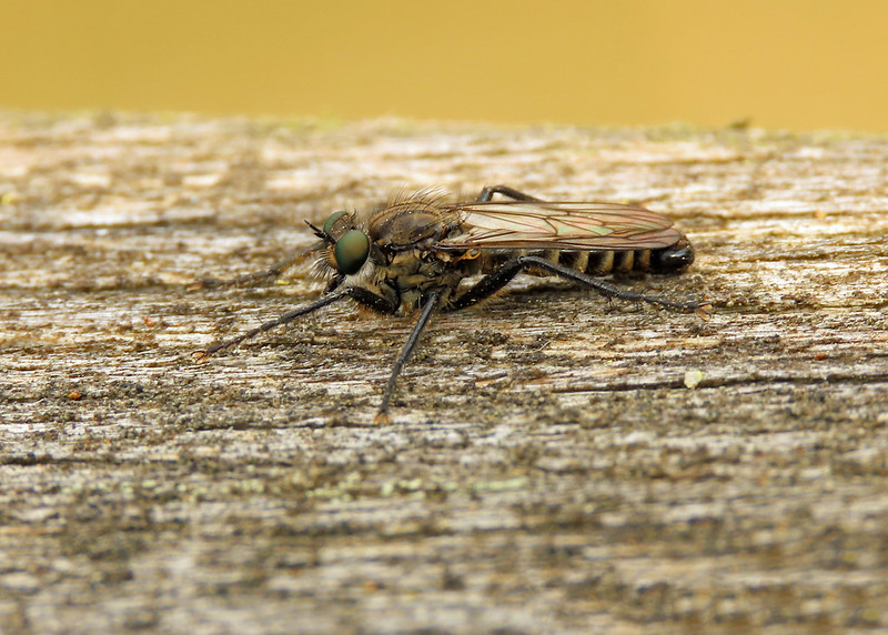 Spring Heath Robberfly - Lasiopogon cinctus