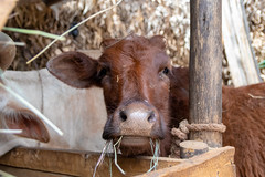 Apr/2019 - A calf feeding (photo credit: ILRI/Sonja Leitner).
