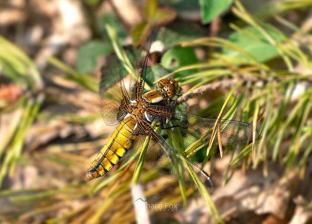 Broad-Bodied Chaser ♀
