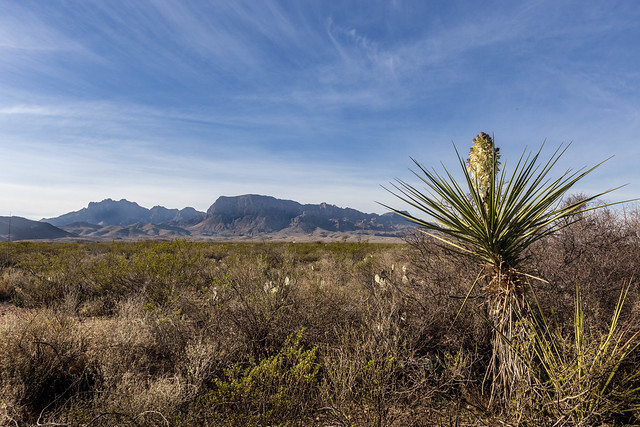 Torrey Yucca and Chisos Mountains