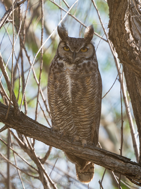 Great horned owl male