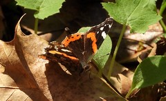 7709e2 1st Red Admiral of the season
