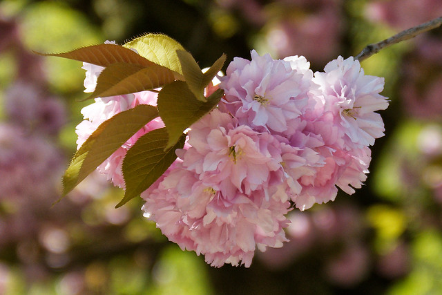 Japanese Cherry flowers- fleurs cerisiers du Japon - bloemen Japanse Sierkers